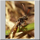 Nomada flava  - Wespenbiene w17.jpg